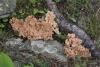 ramaria-02_t1_4.jpg
