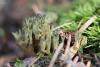ramaria-03_t1_1.jpg