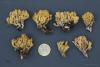 ramaria-04_t1.jpg