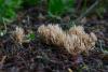 ramaria_01_t1.jpg