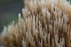 ramaria_02_t1.jpg
