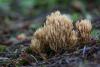 ramaria_03_t1.jpg