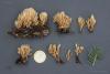 ramaria_04_t1.jpg