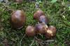 russula-01_t1_3.jpg