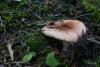 russula-01_t1_4.jpg