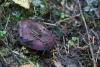 russula-01_t1_6.jpg