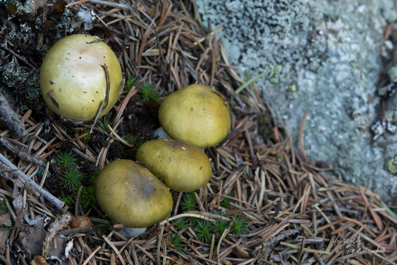 russula-02_2.jpg