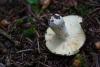 russula-02_t1.jpg