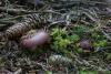 russula-02_t1_1.jpg