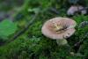 russula-02_t1_3.jpg