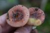 russula-03_t1_3.jpg