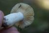 russula-03_t1_4.jpg