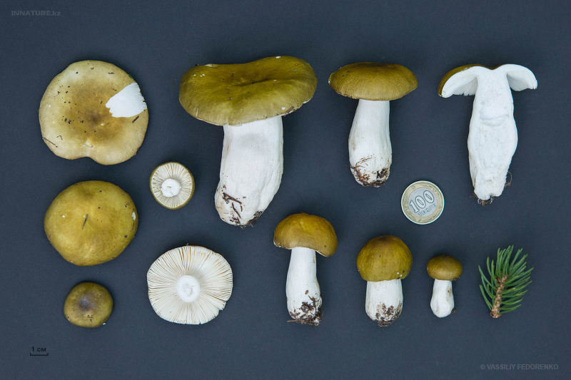 russula-04_1.jpg
