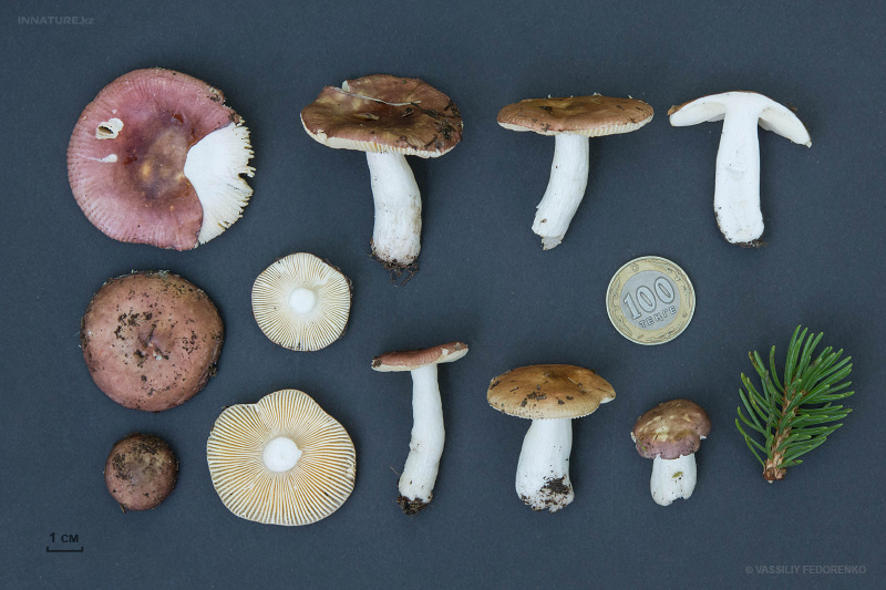 russula-05.jpg