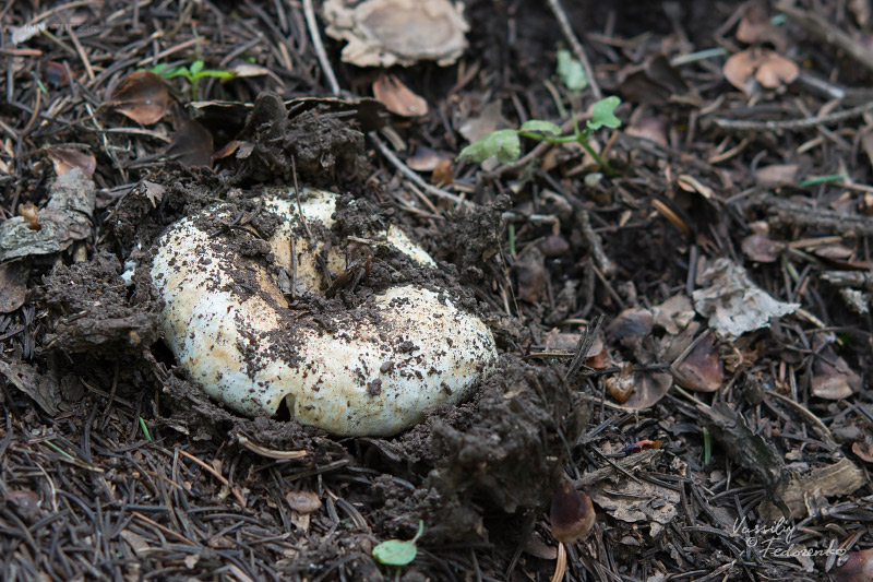 russula-delica-01.jpg