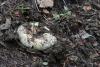 russula-delica-01_t1.jpg