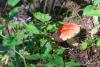 russula-emetica-02_t1.jpg