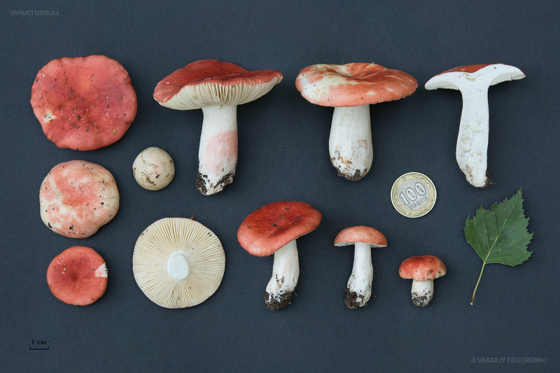 russula-emetica-03.jpg