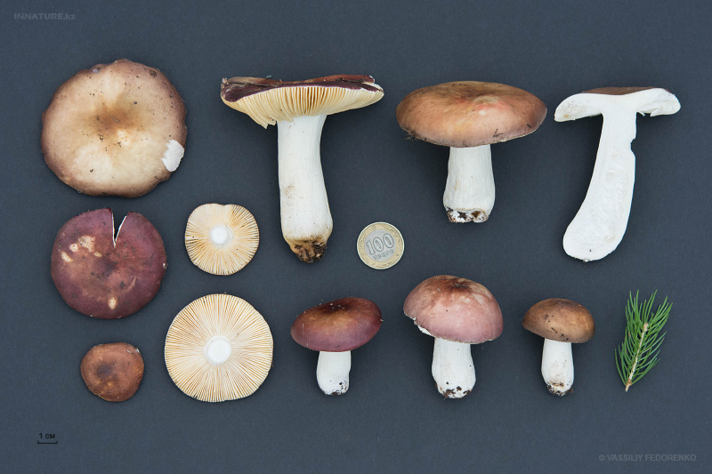russula-integra-01.jpg