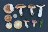 russula-nauseosa-01_t1.jpg