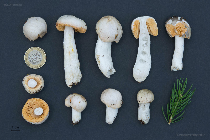 russula-sichuanensis-01_1.jpg
