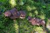 sarcodon-imbricatum-01_t1.jpg