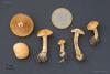 stropharia-01_t1.jpg