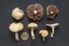 stropharia-coronilla-01_t1.jpg