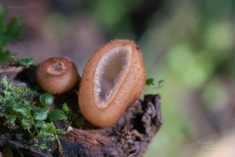 trichophaea-01.jpg