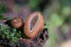 trichophaea-01_t1.jpg