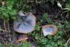 trichophaea-02_t1.jpg