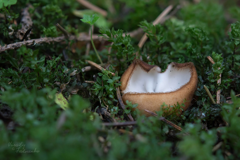 trichophaea-03.jpg