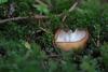 trichophaea-03_t1.jpg