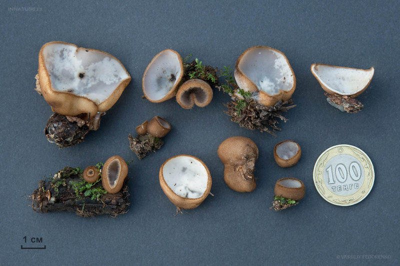 trichophaea-04.jpg
