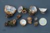 trichophaea-04_t1.jpg