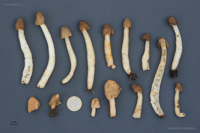 verpa-conica-07.jpg