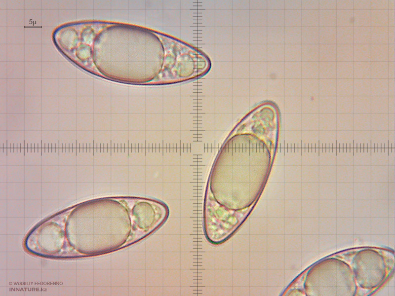 microstoma-protractum-2.jpg