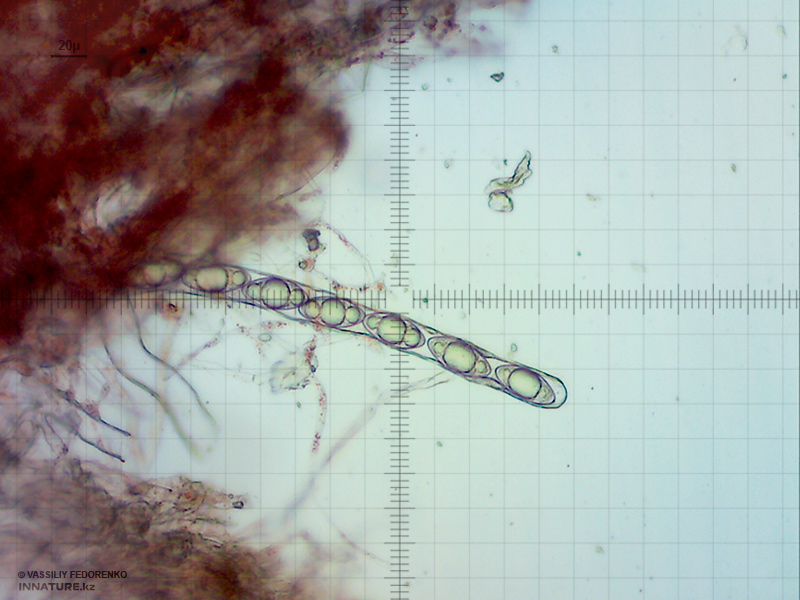 microstoma-protractum-3.jpg