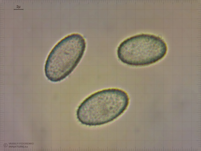 sowerbyella-brevispora.jpg