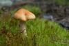 hygrophorus-01_t1.jpg