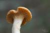 hygrophorus-02_t1_1.jpg