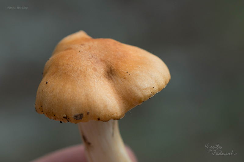 hygrophorus-03.jpg