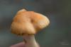 hygrophorus-03_t1.jpg