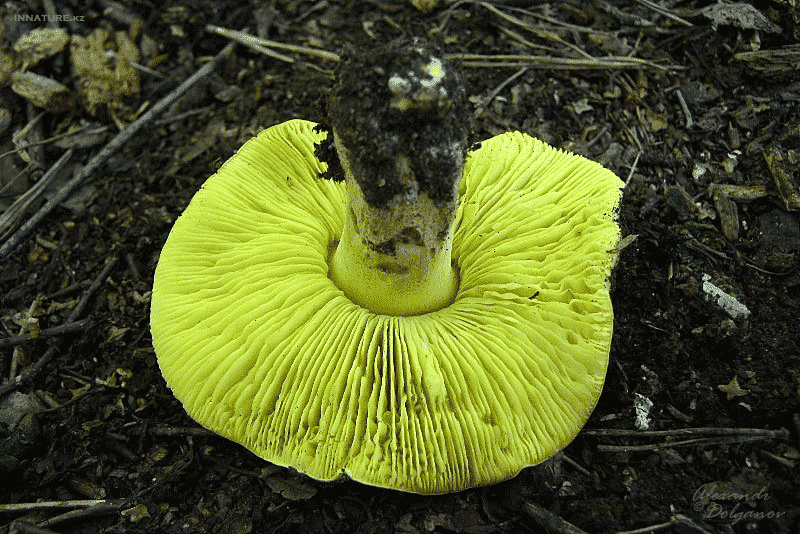 img_26021112.gif