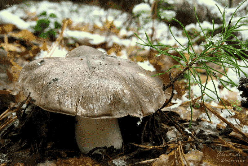img_451511.gif