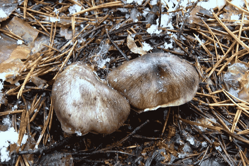 img_452711.gif