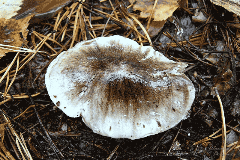 img_459511.gif
