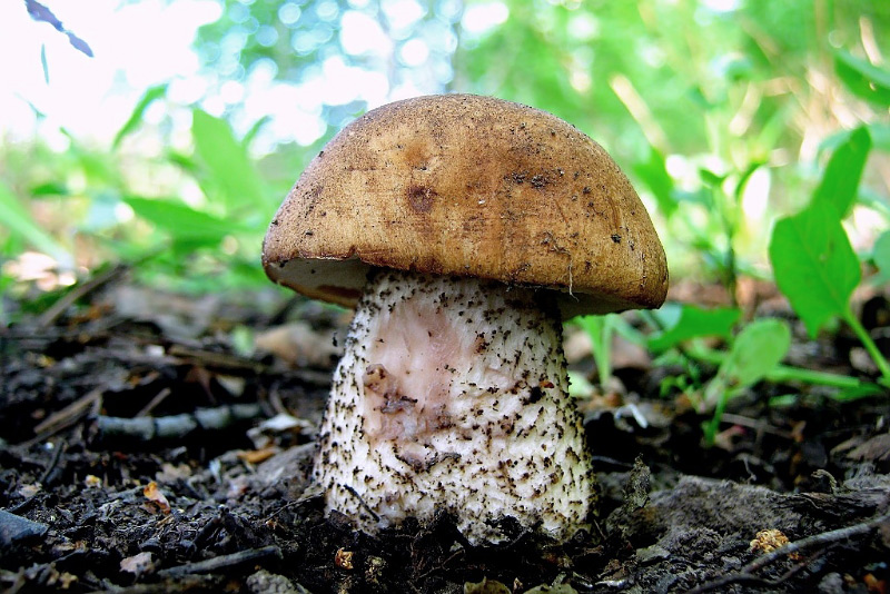 leccinum-01.jpg