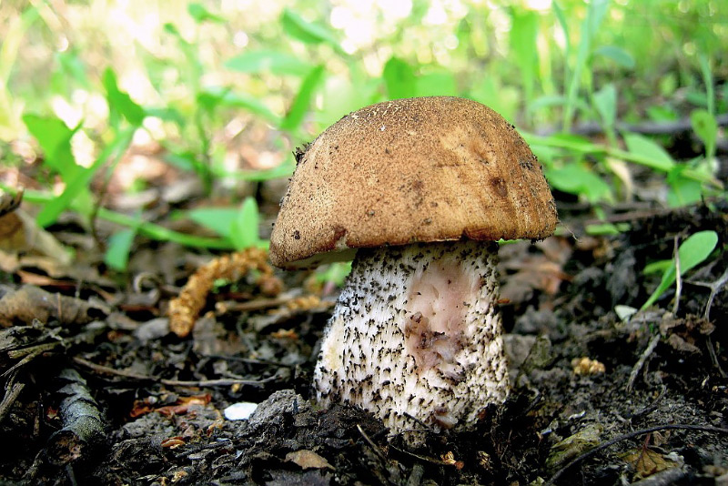 leccinum-02.jpg