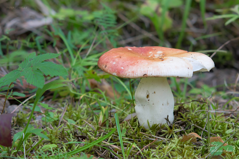 russula_01.jpg